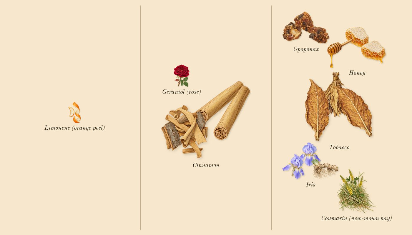 Volutes’s scent picture, a draft: honey, opoponax, cinnamon, iris, tobacco, coumarin (new-mown hay) drawn so far; dashed outlines where nothing is drawn yet