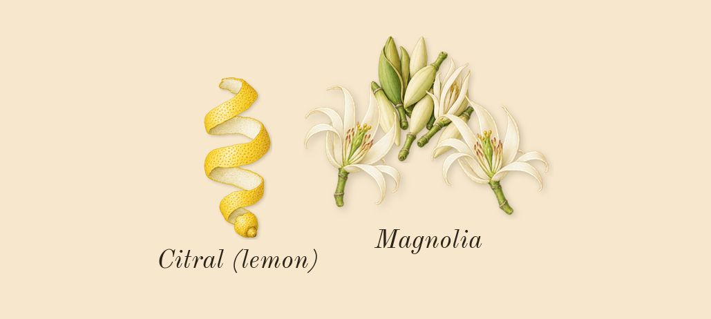 Be Delicious, top notes: Magnolia, Citral (lemon)