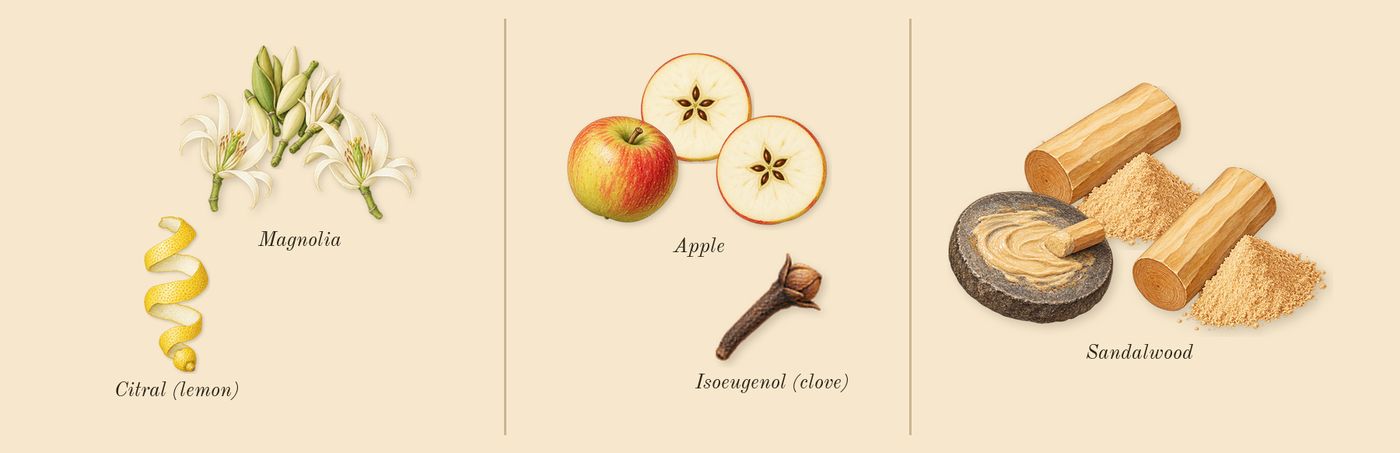 Be Delicious’s scent picture, a draft: apple, magnolia, sandalwood, citral (lemon), isoeugenol (clove) drawn so far; dashed outlines where nothing is drawn yet