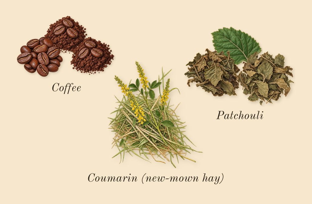 Devotion for Men, dry-down: Coffee, Patchouli, Coumarin (new-mown hay)