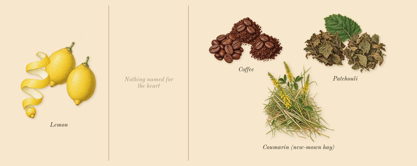 Devotion for Men’s scent picture, a draft: coffee, lemon, patchouli, coumarin (new-mown hay) drawn so far; dashed outlines where nothing is drawn yet