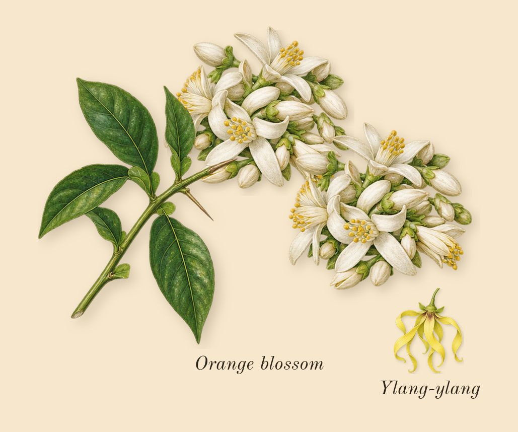 Devotion, heart: Orange blossom, Ylang-ylang