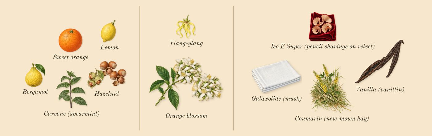 Devotion’s scent picture, a draft: hazelnut, orange blossom, vanilla (vanillin), sweet orange, lemon, bergamot drawn so far; dashed outlines where nothing is drawn yet