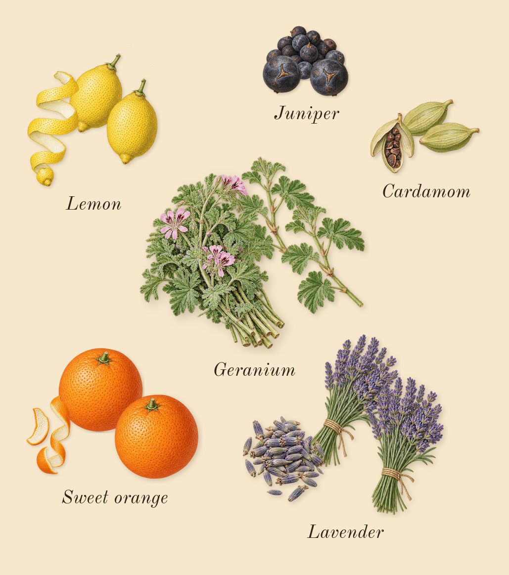 K, top notes: Lemon, Sweet orange, Juniper, Cardamom, Geranium, Lavender