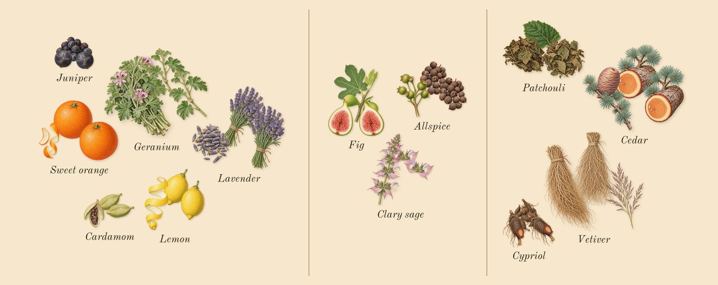 K’s scent picture, a draft: lemon, fig, cedar, patchouli, vetiver, sweet orange drawn so far; dashed outlines where nothing is drawn yet