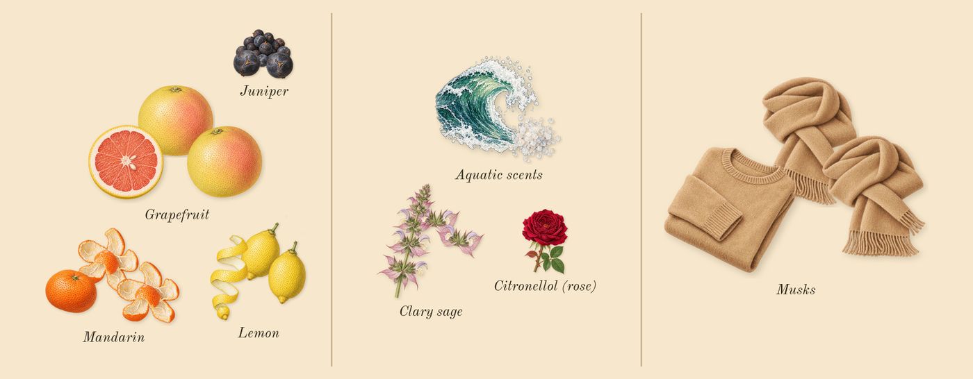 Light Blue Eau Intense Pour Homme’s scent picture, a draft: lemon, aquatic scents, clary sage, mandarin, grapefruit, juniper drawn so far; dashed outlines where nothing is drawn yet