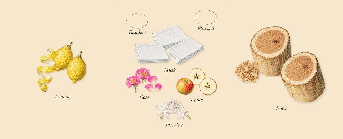 Light Blue’s scent picture, a draft: lemon, apple, cedar, jasmine, rose, musk drawn so far; dashed outlines where nothing is drawn yet