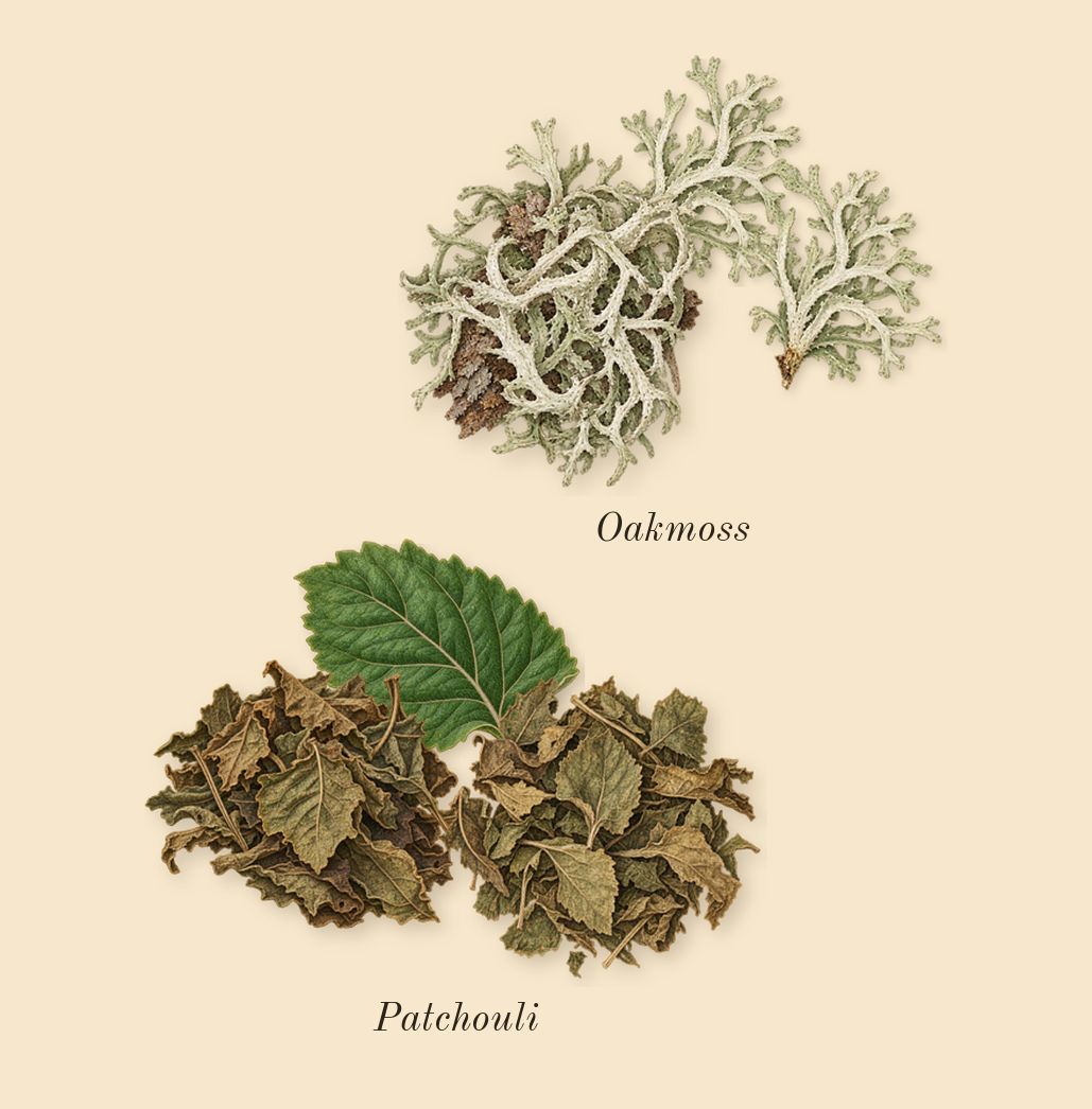 Light Blue Pour Homme, dry-down: Patchouli, Oakmoss
