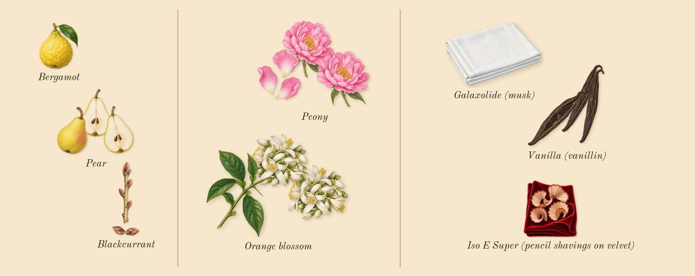 My Devotion’s scent picture, a draft: pear, blackcurrant, peony, vanilla (vanillin), orange blossom, bergamot drawn so far; dashed outlines where nothing is drawn yet