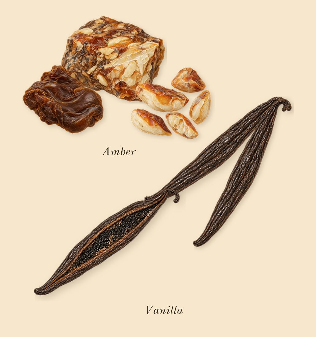 The One, dry-down: Vanilla, Amber