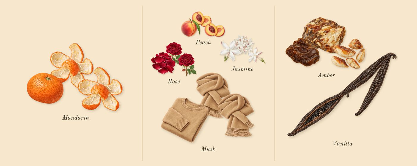 The One’s scent picture, a draft: mandarin, rose, vanilla, peach, jasmine, amber drawn so far; dashed outlines where nothing is drawn yet