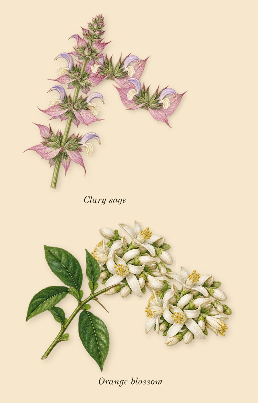 The One for Men, heart: Clary sage, Orange blossom