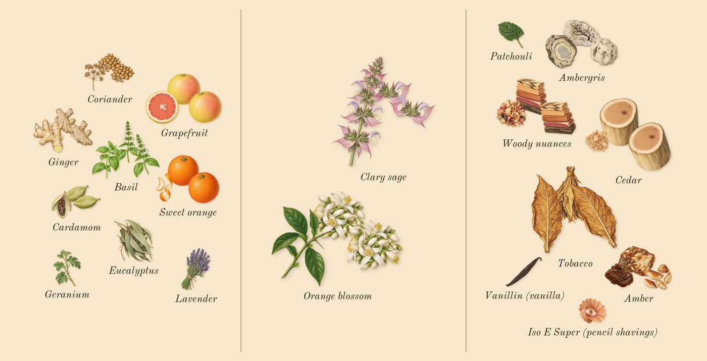 The One for Men’s scent picture, a draft: sweet orange, grapefruit, clary sage, tobacco, amber, woody nuances drawn so far; dashed outlines where nothing is drawn yet