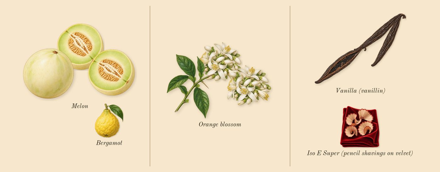 Your Devotion Intense’s scent picture, a draft: melon, orange blossom, vanilla (vanillin), bergamot, iso e super (pencil shavings on velvet) drawn so far; dashed outlines where nothing is drawn yet