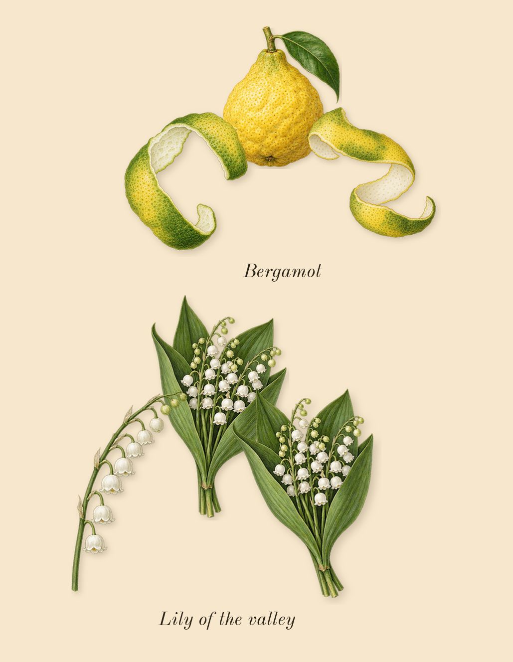 Cashmere Mist, top notes: Lily of the valley, Bergamot