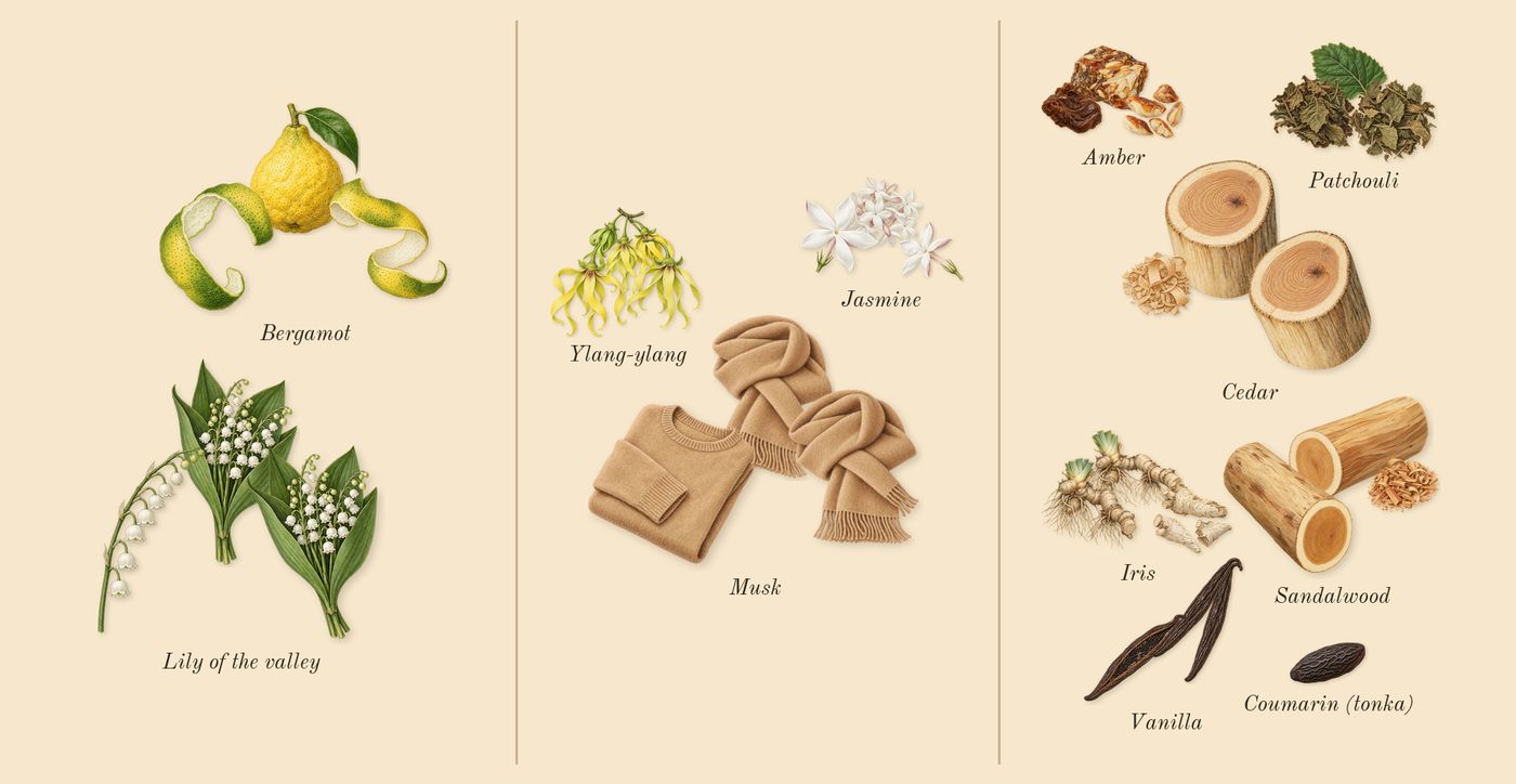 Cashmere Mist’s scent picture, a draft: lily of the valley, jasmine, sandalwood, bergamot, ylang-ylang, iris drawn so far; dashed outlines where nothing is drawn yet