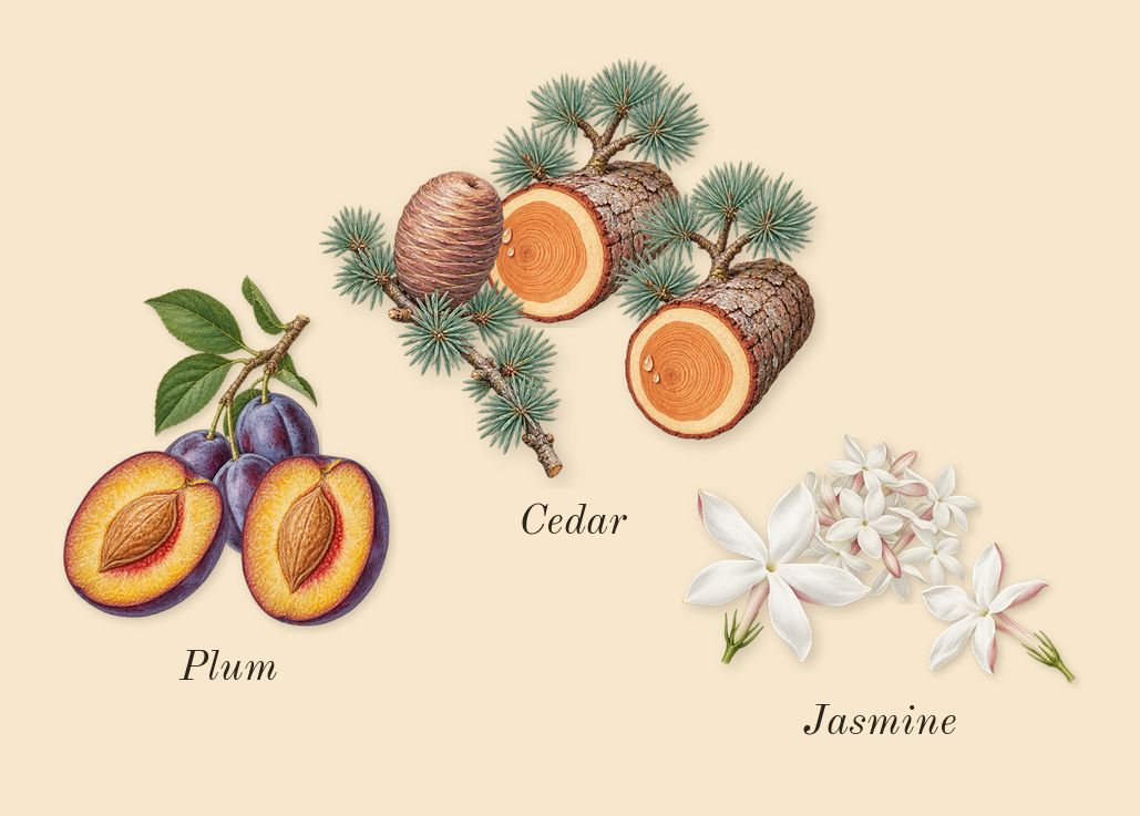 Ambery Saffron, heart: Jasmine, Plum, Cedar