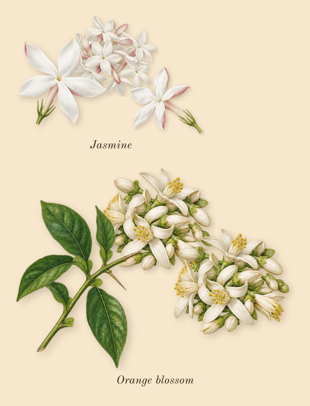 Ambery Vanilla, heart: Jasmine, Orange blossom