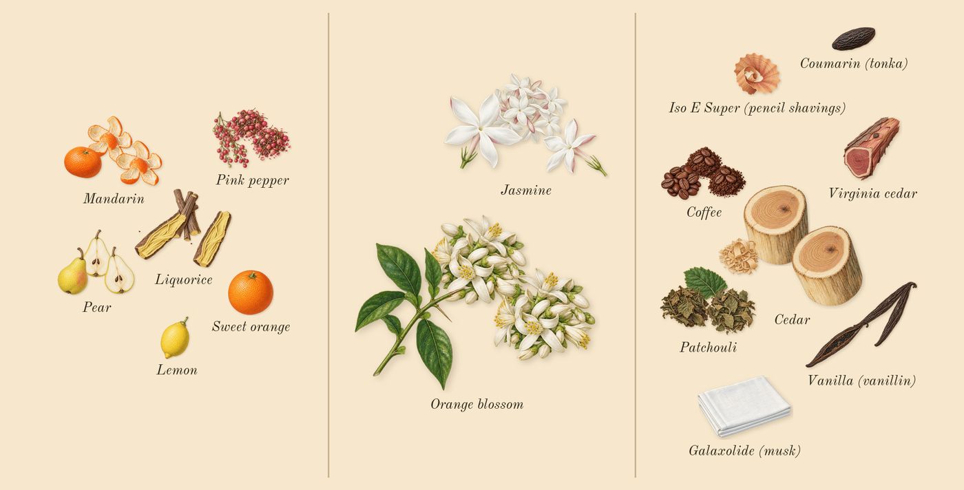 Ambery Vanilla’s scent picture, a draft: mandarin, pear, pink pepper, liquorice, jasmine, orange blossom drawn so far; dashed outlines where nothing is drawn yet