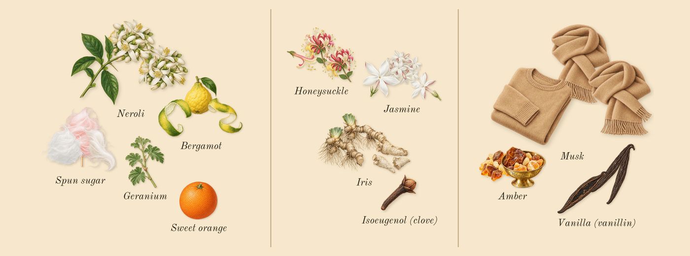 Floral Marshmallow’s scent picture, a draft: spun sugar, neroli, bergamot, honeysuckle, jasmine, iris drawn so far; dashed outlines where nothing is drawn yet