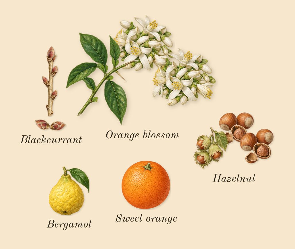 Gourmand Orange Blossom, top notes: Orange blossom, Blackcurrant, Hazelnut, Bergamot, Sweet orange