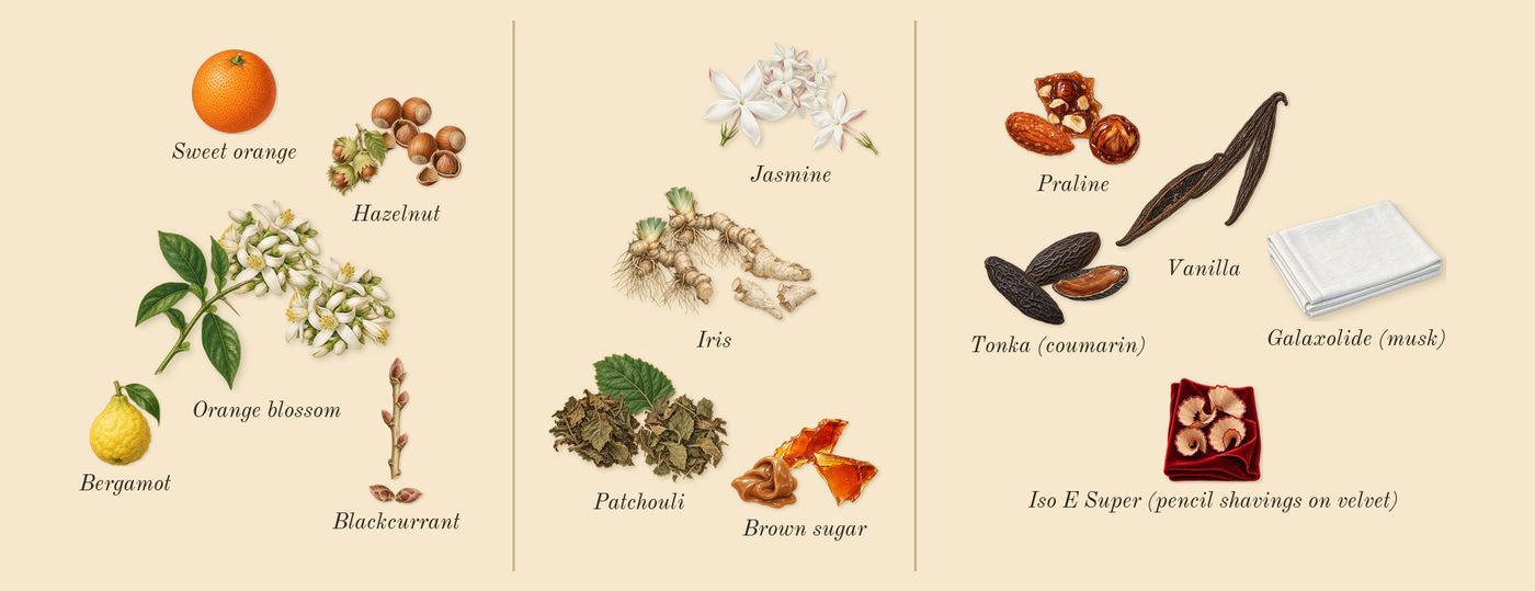 Gourmand Orange Blossom’s scent picture, a draft: orange blossom, blackcurrant, hazelnut, iris, jasmine, patchouli drawn so far; dashed outlines where nothing is drawn yet