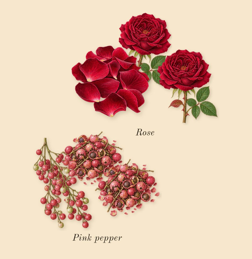 Rosa Carnivora, top notes: Pink pepper, Rose