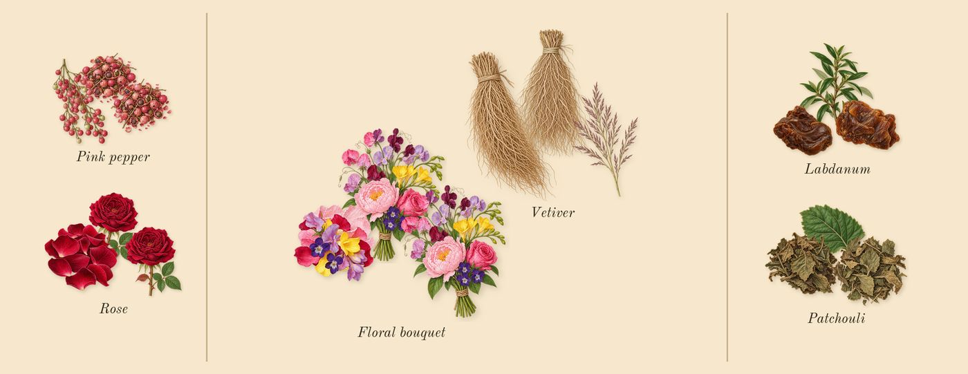 Rosa Carnivora’s scent picture, a draft: pink pepper, rose, vetiver, floral bouquet, patchouli, labdanum drawn so far; dashed outlines where nothing is drawn yet