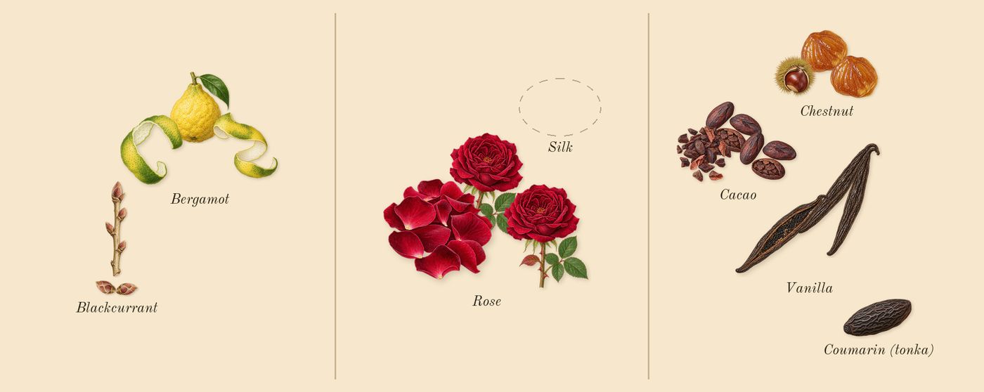 Soie Malaquais’s scent picture, a draft: bergamot, blackcurrant, rose, chestnut, cacao, vanilla drawn so far; dashed outlines where nothing is drawn yet