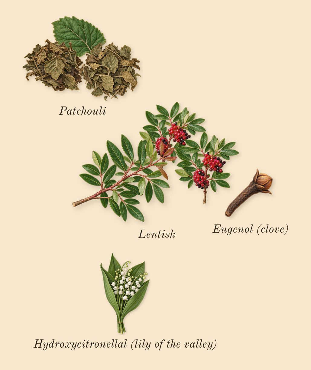 Voodoo Chile, heart: Lentisk, Patchouli, Hydroxycitronellal (lily of the valley), Eugenol (clove)