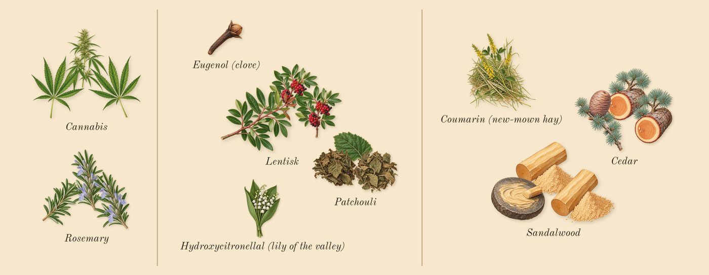 Voodoo Chile’s scent picture, a draft: cannabis, rosemary, lentisk, patchouli, cedar, sandalwood drawn so far; dashed outlines where nothing is drawn yet
