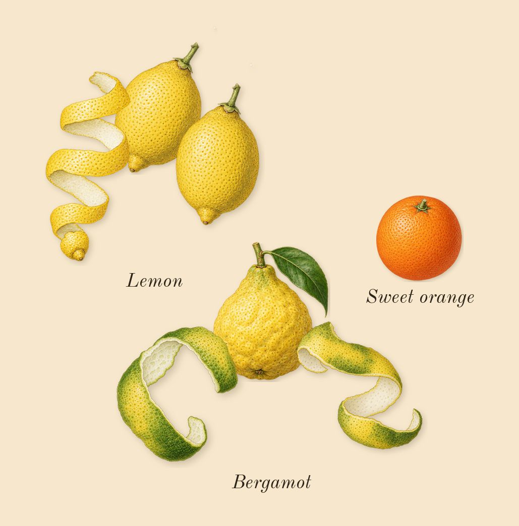 Green Tea, top notes: Bergamot, Lemon, Sweet orange
