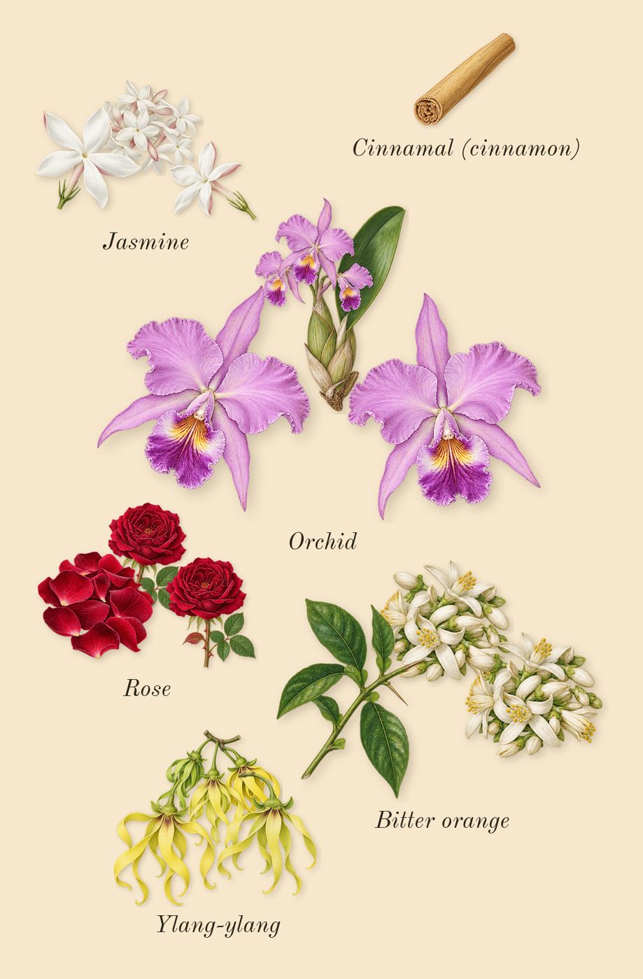 Red Door, heart: Rose, Bitter orange, Jasmine, Ylang-ylang, Orchid, Cinnamal (cinnamon)