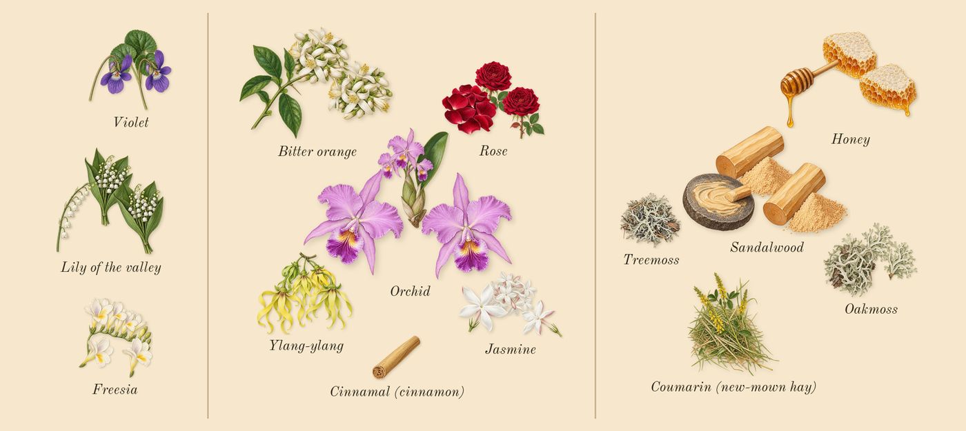Red Door’s scent picture, a draft: lily of the valley, freesia, violet, rose, bitter orange, jasmine drawn so far; dashed outlines where nothing is drawn yet