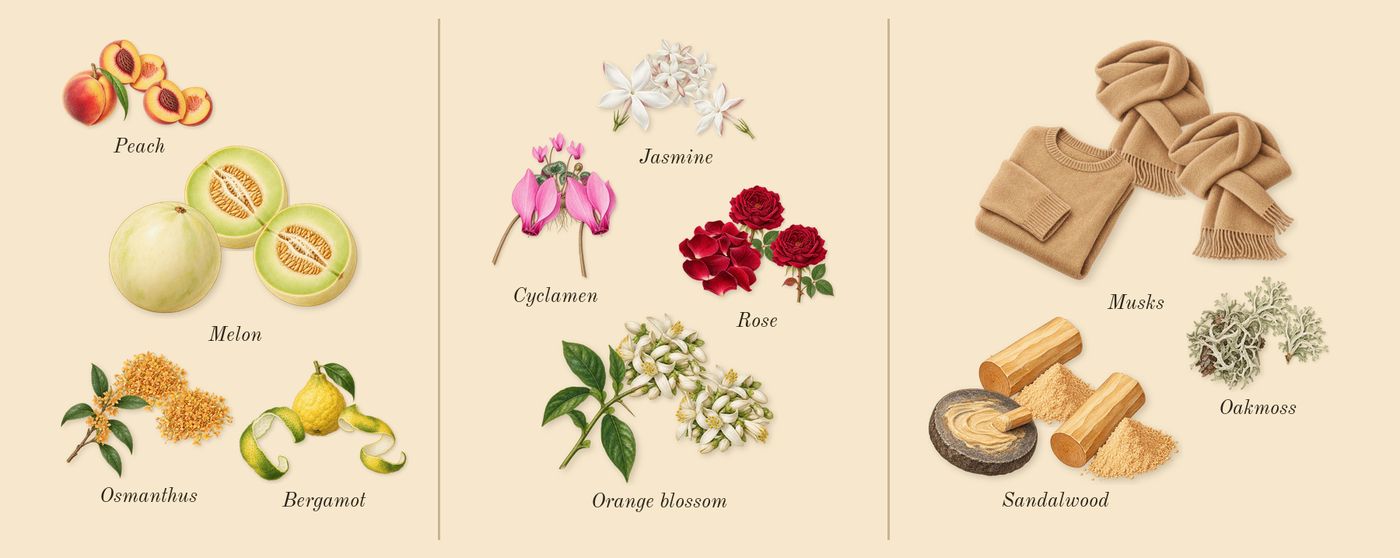 Sunflowers’s scent picture, a draft: bergamot, melon, peach, osmanthus, jasmine, cyclamen drawn so far; dashed outlines where nothing is drawn yet