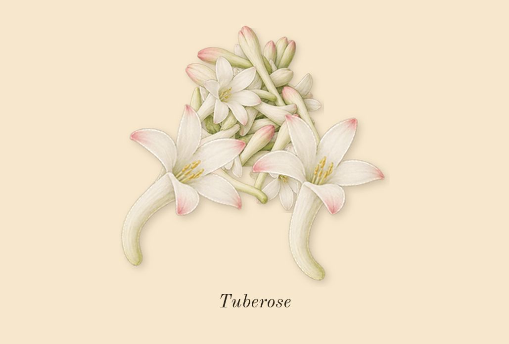 White Diamonds, dry-down: Tuberose