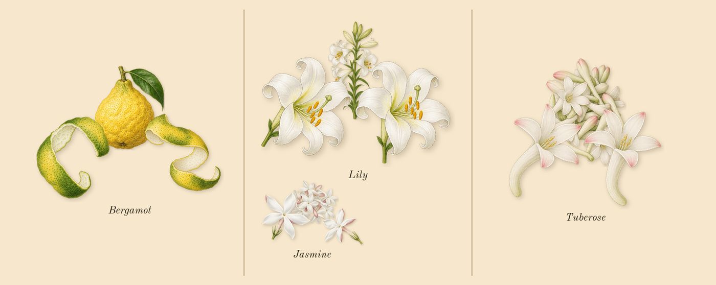 White Diamonds’s scent picture, a draft: bergamot, lily, tuberose, jasmine drawn so far; dashed outlines where nothing is drawn yet