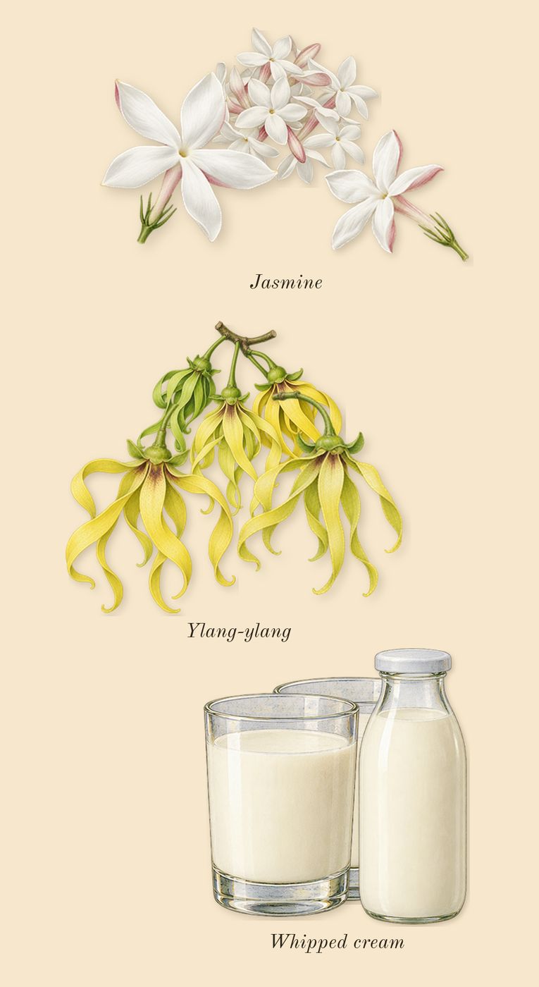 Vanilla Salt, heart: Jasmine, Ylang-ylang, Whipped cream