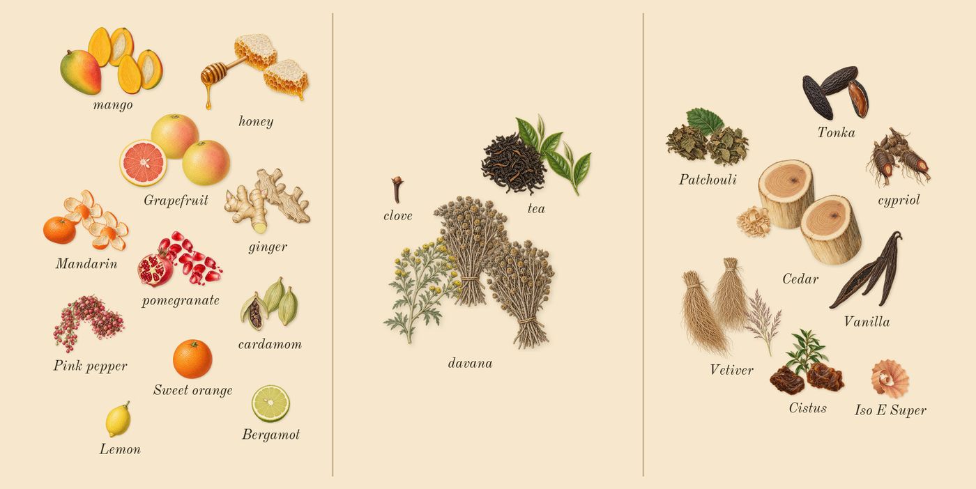 Elsewhere’s scent picture, a draft: honey, mandarin, grapefruit, mango, pomegranate, ginger drawn so far; dashed outlines where nothing is drawn yet