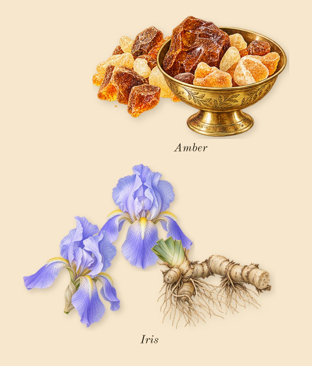 Stallion 53, heart: Iris, Amber