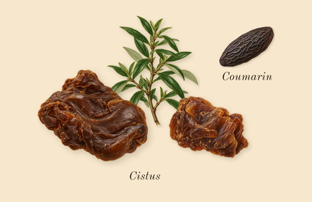 Enclave, dry-down: Cistus, Coumarin