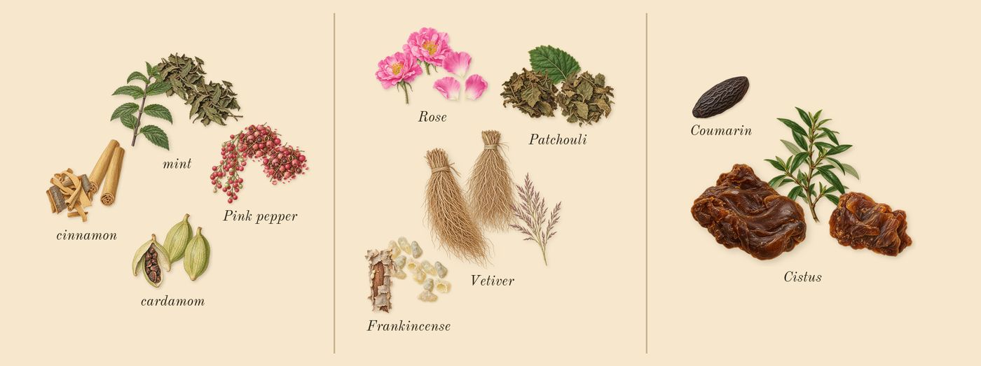 Enclave’s scent picture, a draft: cardamom, mint, pink pepper, cinnamon, rose, patchouli drawn so far; dashed outlines where nothing is drawn yet