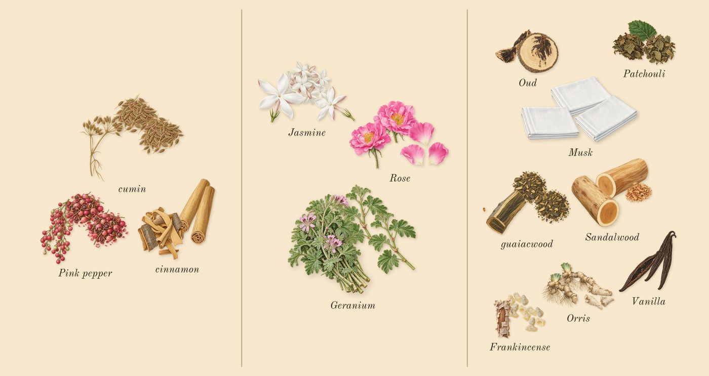 Epic 56 Woman’s scent picture, a draft: cumin, pink pepper, cinnamon, rose, geranium, jasmine drawn so far; dashed outlines where nothing is drawn yet