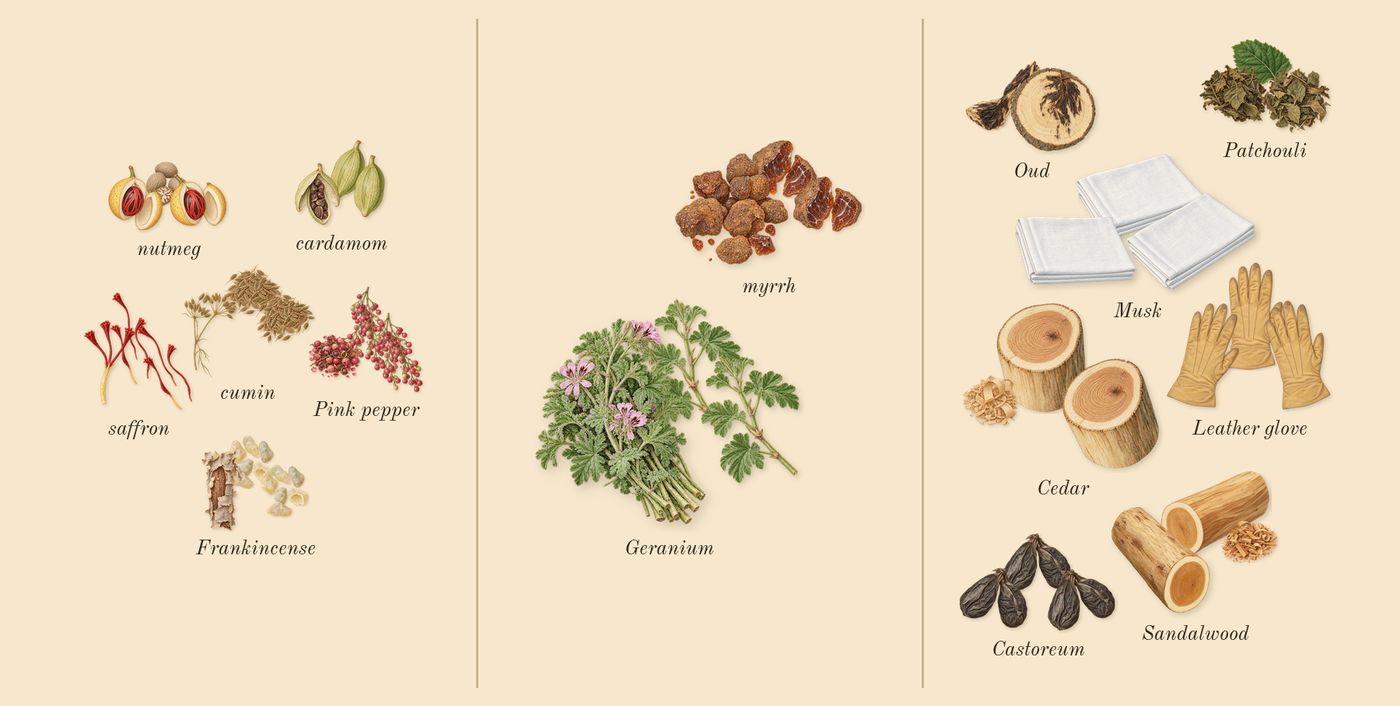 Epic Man’s scent picture, a draft: pink pepper, frankincense, cumin, cardamom, saffron, nutmeg drawn so far; dashed outlines where nothing is drawn yet