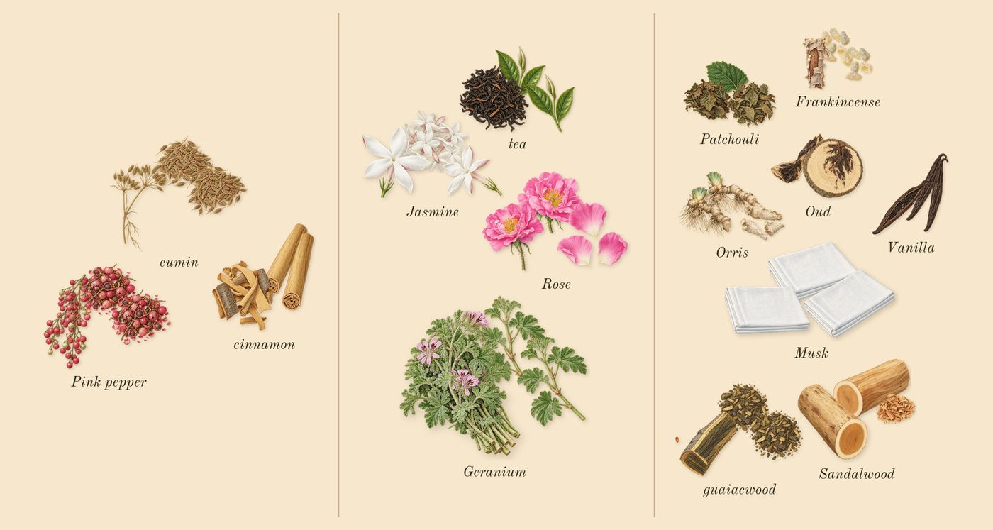 Epic Woman’s scent picture, a draft: cumin, pink pepper, cinnamon, rose, geranium, jasmine drawn so far; dashed outlines where nothing is drawn yet