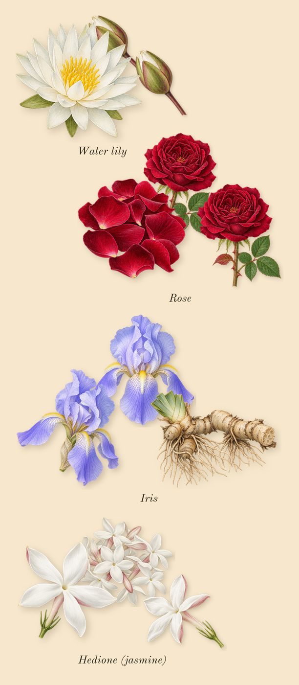 Cologne One, heart: Hedione (jasmine), Rose, Iris, Water lily