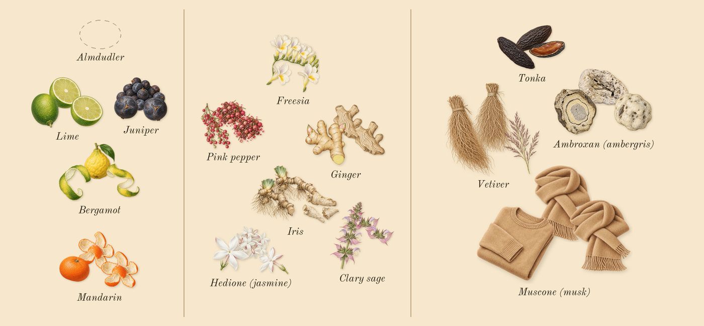 Escentric 02’s scent picture, a draft: juniper, mandarin, lime, bergamot, ginger, freesia drawn so far; dashed outlines where nothing is drawn yet