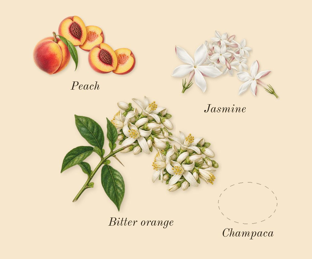Molecule 01 + Champaca, heart: Champaca, Jasmine, Bitter orange, Peach