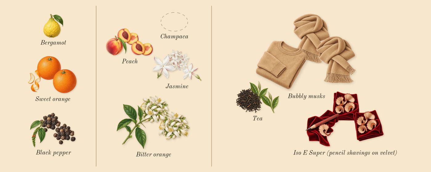 Molecule 01 + Champaca’s scent picture, a draft: iso e super (pencil shavings on velvet), jasmine, bitter orange, tea, black pepper, peach drawn so far; dashed outlines where nothing is drawn yet