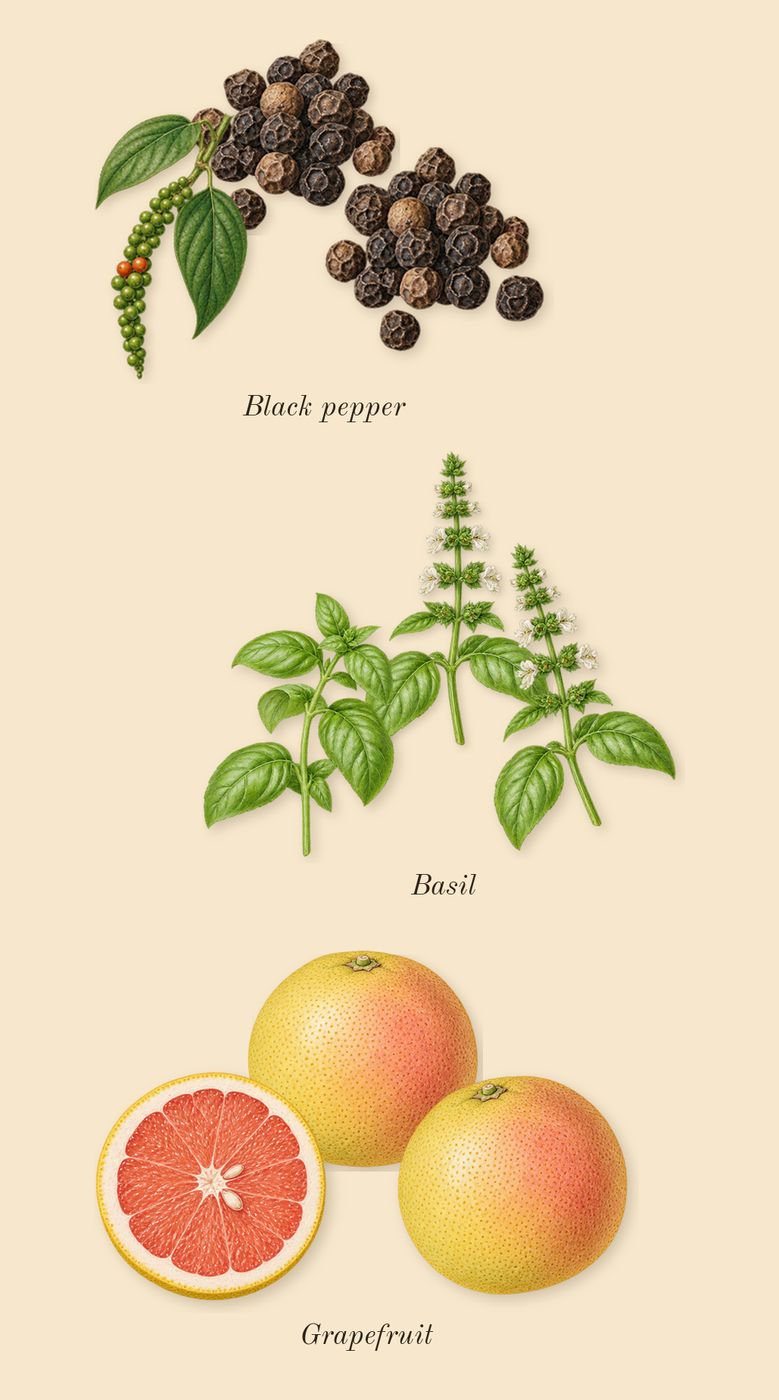 Bois Impérial, top notes: Basil, Grapefruit, Black pepper